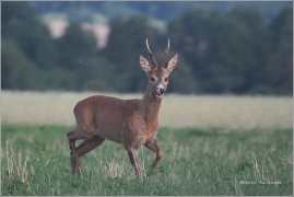<p>SRNEC OBECNÝ (Capreolus capreolus)</p>